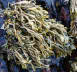 Channel wrack (Pelvetia canaliculata) 